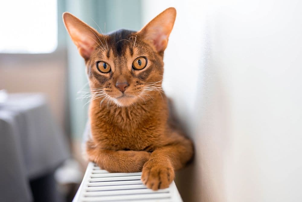 Сute purebred Abyssinian