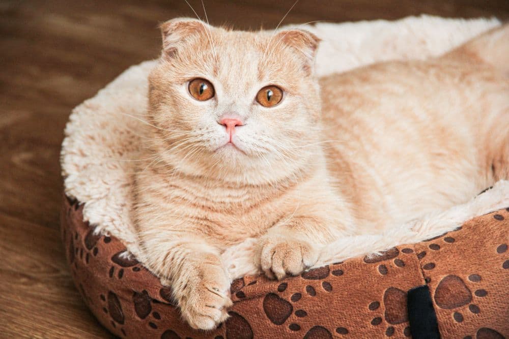 Munchkin with short legs and drooping ears